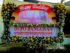 Bunga Papan Surabaya, Toko Bunga Papan Ucapan Termurah Di Surabaya